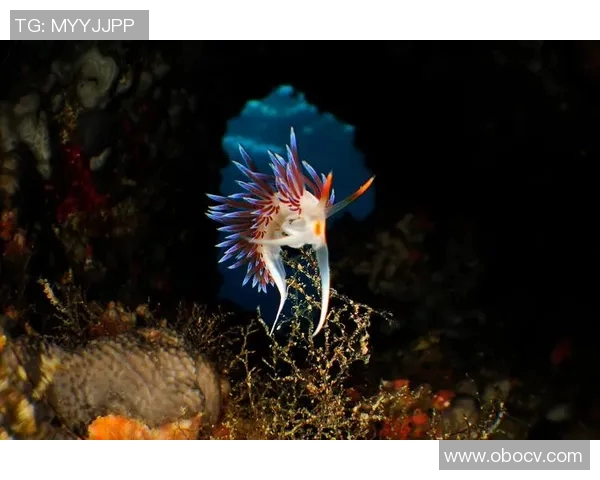 哈德森的奇幻旅程探索未知世界的无限可能与冒险 哈德森的奇幻旅程探索未知世界的无限可能与冒险